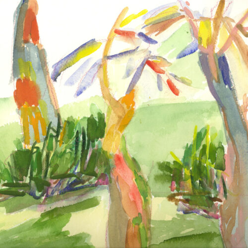 Alberi di ulivo